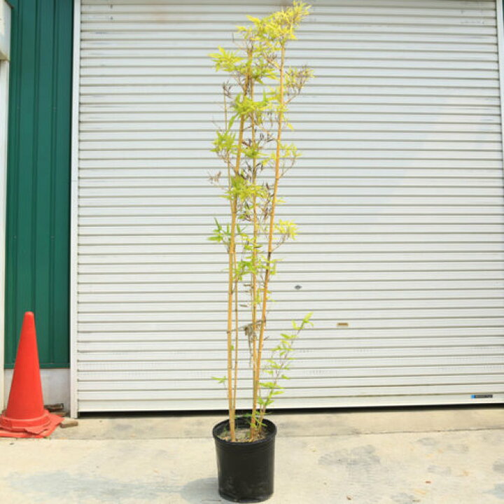 楽天市場 庭木 植木 金明竹 きんめいちく キンメイチク 樹高160ｃｍ 全高180ｃｍ 佐川急便発送 遊恵盆栽 楽天市場店