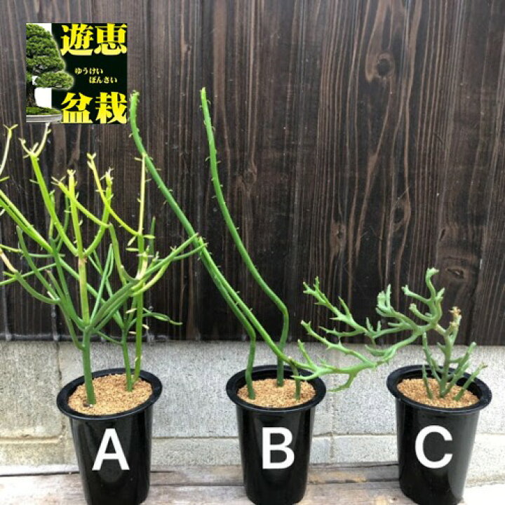 楽天市場 多肉植物 ユーフォルビア ３種類からお選びください 遊恵盆栽 楽天市場店