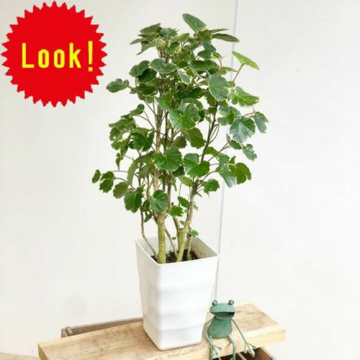 楽天市場 おしゃれ 観葉植物 ポリシャス マジナータバリエガータ プラポット 遊恵盆栽 楽天市場店