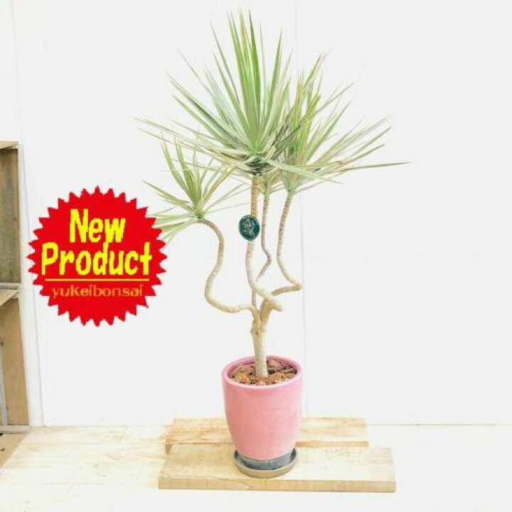 楽天市場 観葉植物 ドラセナ コンシンネ トリカラー龍 鉢植え 受皿 大型佐川便配送 遊恵盆栽 楽天市場店