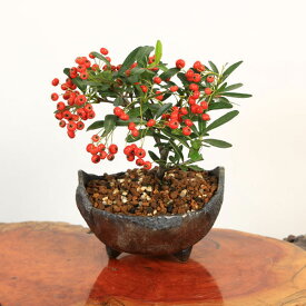 小品盆栽：ピラカンサ(トキワサンザシ)*国産木の葉鉢bonsai