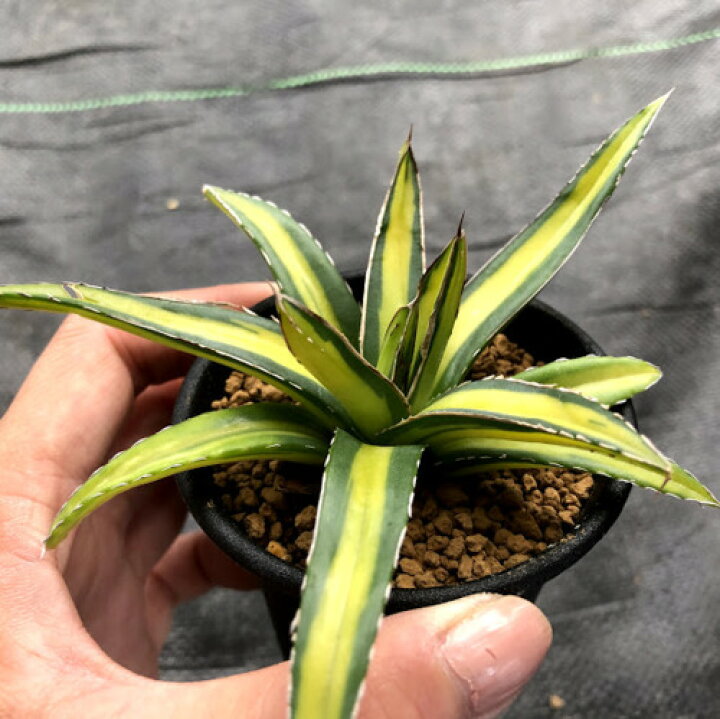 楽天市場】多肉植物：アガベ 笹の雪錦 黄中斑*S 幅10cm : 遊恵盆栽 