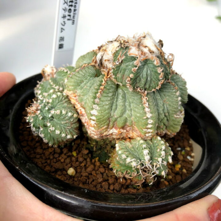 楽天市場 サボテン アズテキウム 花籠 幅8cm 現品 一品限り 遊恵盆栽 楽天市場店 楽天市場 サボテン アズテキウム 花籠 幅8cm 現品 一品限り 遊恵盆栽 楽天市場店