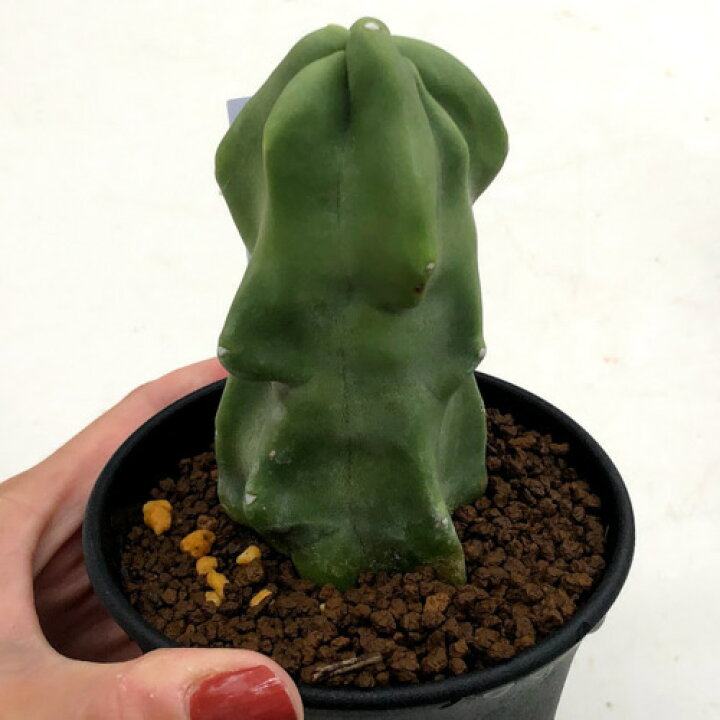 楽天市場】サボテン：ロホセレウス 福禄寿*幅4.5cm : 遊恵盆栽 楽天 