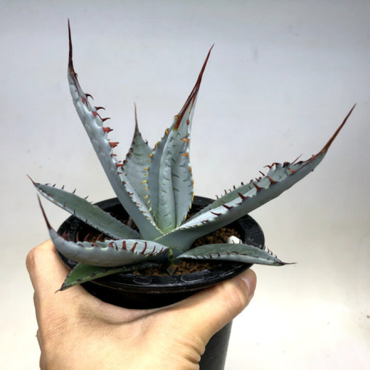楽天市場】多肉植物：アガベ 屈原の舞扇*L 幅16cm : 遊恵盆栽 楽天市場店 