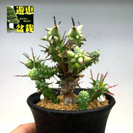 多肉植物：ユーフォルビア　ホリダ　モンスト*M 幅7cm