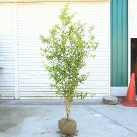 楽天市場 ザクロ 植木の通販