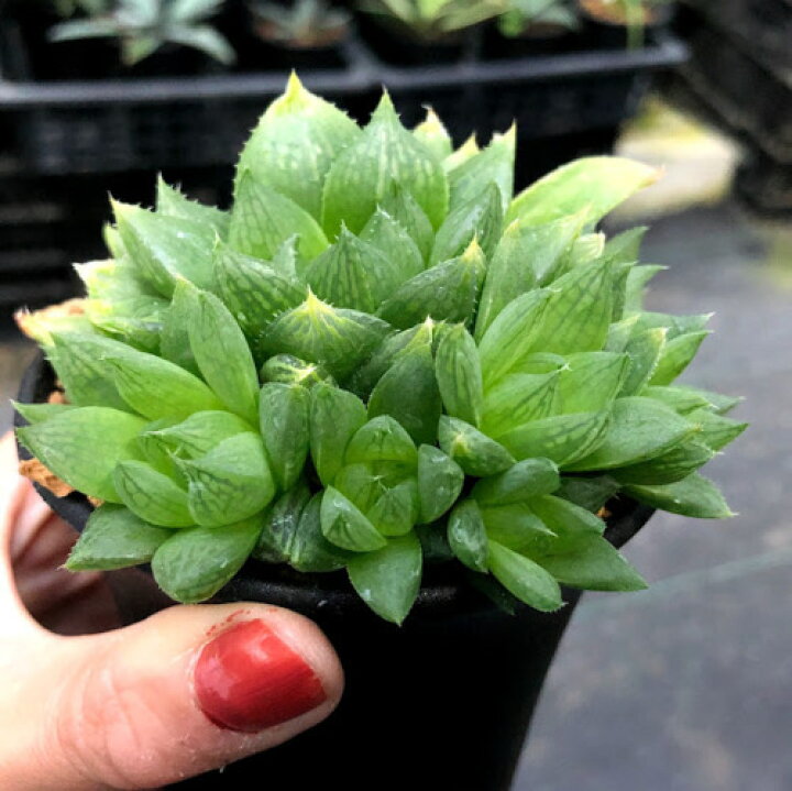楽天市場 多肉植物 ハオルチア シンビフォルミス系 群生 幅9cm 遊恵盆栽 楽天市場店