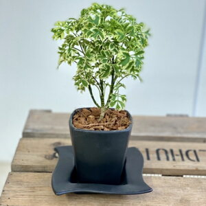 ϗtAF|VX@VK[xr[*XNGAVP@Mt@o[N