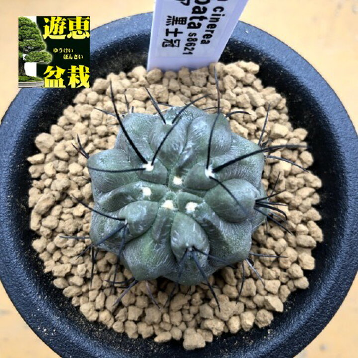 楽天市場】サボテン：コピアポア 黒士冠*幅3.5cm ※株側面に傷あり 