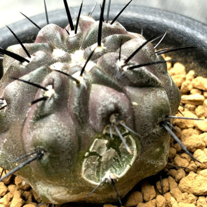 楽天市場】サボテン：コピアポア 黒士冠*幅3.5cm ※株側面に傷あり 