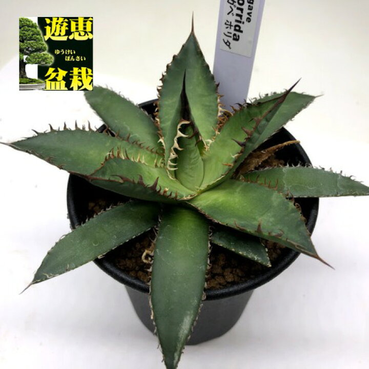 楽天市場】多肉植物：アガベ ホリダ*幅11cm : 遊恵盆栽 楽天市場店