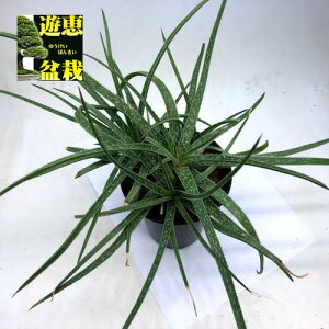 AFAG@puhyb.*30cm
