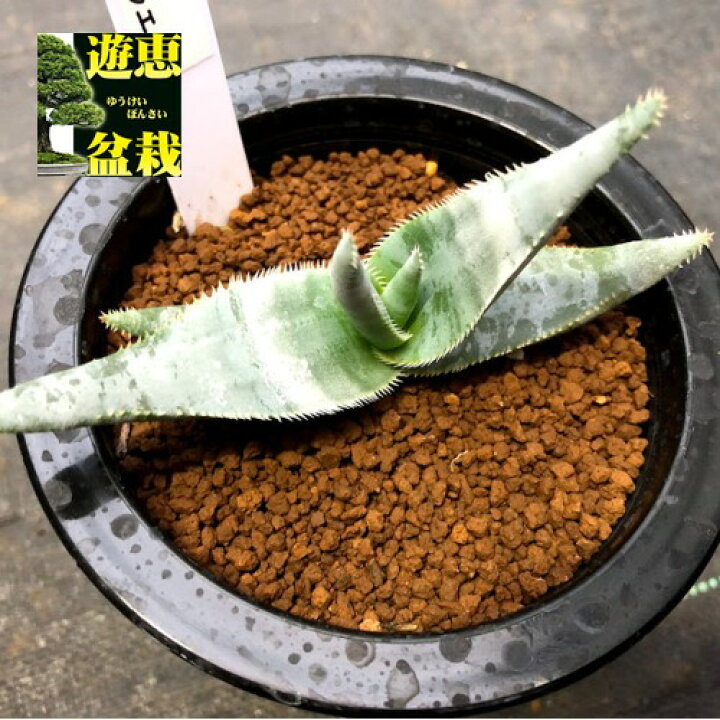 楽天市場 多肉植物 アロエ ラエータ 幅11ｃｍ 遊恵盆栽 楽天市場店