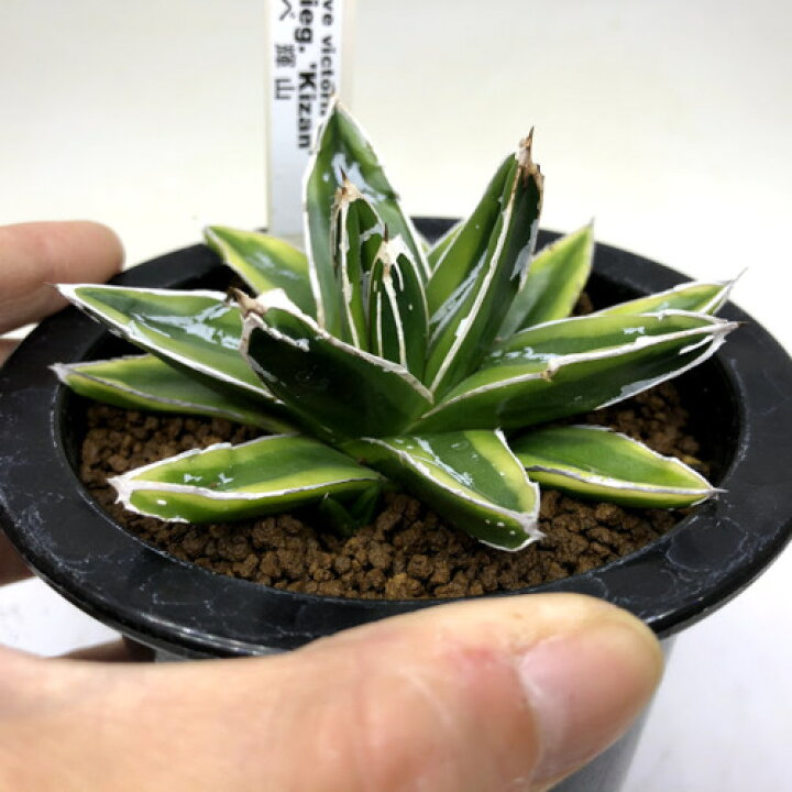 楽天市場】多肉植物：アガベ 輝山（きざん）*M 幅9cm : 遊恵盆栽 