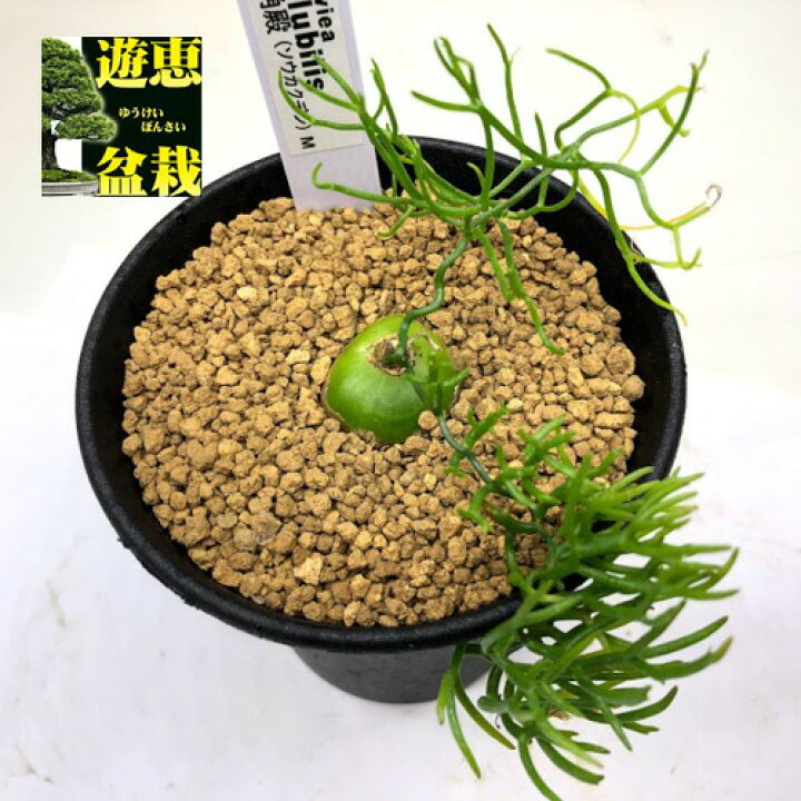 楽天市場 多肉植物 蒼角殿 ソウカクデン M 球根幅2cm 遊恵盆栽 楽天市場店