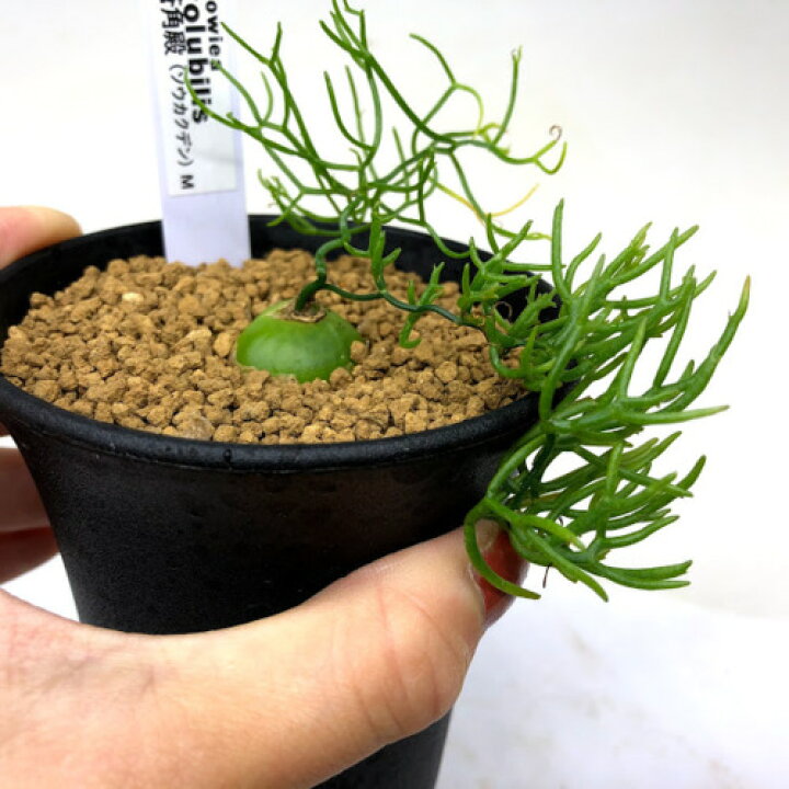 楽天市場 多肉植物 蒼角殿 ソウカクデン M 球根幅2cm 遊恵盆栽 楽天市場店