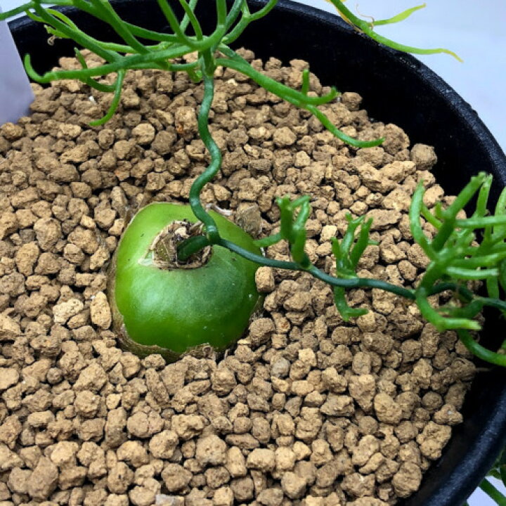 楽天市場 多肉植物 蒼角殿 ソウカクデン M 球根幅2cm 遊恵盆栽 楽天市場店