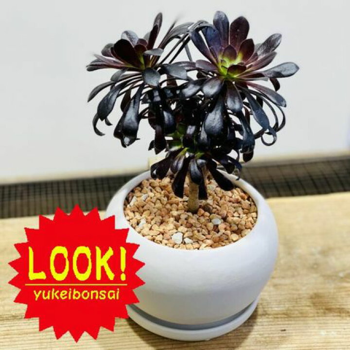 楽天市場 おしゃれ 観葉植物 多肉植物 アエオニウム 黒法師 白丸モダン鉢 受皿付 赤ゼオライト 遊恵盆栽 楽天市場店