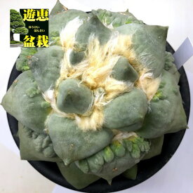 楽天市場 花牡丹 サボテンの通販
