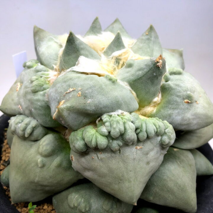 楽天市場 サボテン アリオカルプス 花牡丹モンスト 幅16cm 現品 一品限り 遊恵盆栽 楽天市場店 楽天市場 サボテン アリオカルプス 花牡丹モンスト 幅16cm 現品 一品限り 遊恵盆栽 楽天市場店