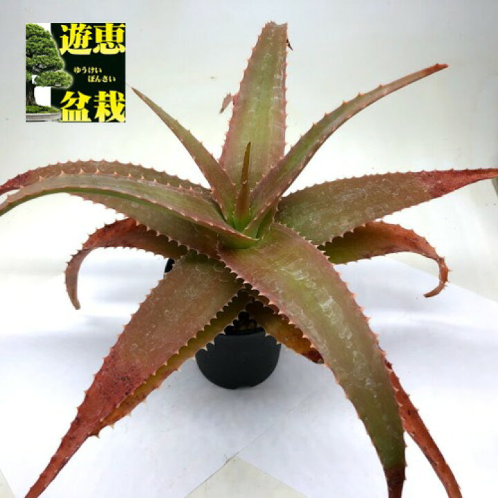 楽天市場 多肉植物 アロエ バーテリー 幅35ｃｍ 現品 一品限り 遊恵盆栽 楽天市場店