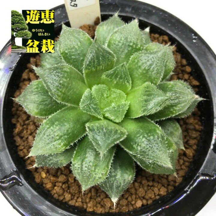 楽天市場】多肉植物：ハオルチア マジョール×ベヌスタ*幅9cm : 遊恵 