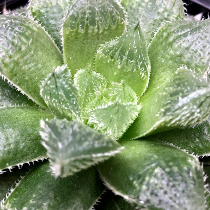 楽天市場】多肉植物：ハオルチア マジョール×ベヌスタ*幅9cm : 遊恵 
