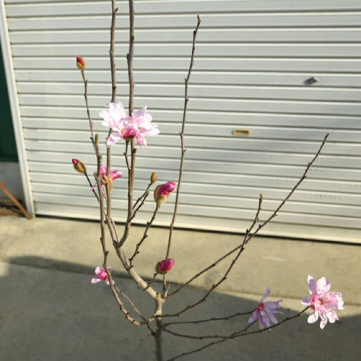 楽天市場 送料無料 庭木 姫こぶし 桃花 姫コブシ 樹高 約150ｃｍ 全高 約160ｃｍ 佐川大型商品発送 遊恵盆栽 楽天市場店
