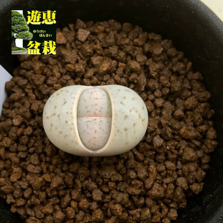 楽天市場】多肉植物：ディンテランタス バンジリー 稜耀玉*幅2.5cm Top【選抜株】265342ディンターランサスバンジリーHyb63個鉢ある