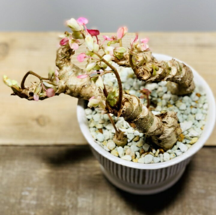 楽天市場 観葉植物 さくらベゴニア 鉢植え 受皿付 桜ベゴニア サクラベゴニア 遊恵盆栽 楽天市場店