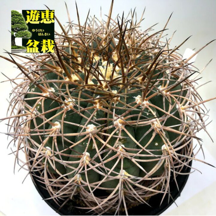 楽天市場】サボテン：ギムノカリキウム 天平丸*幅15cm 現品！一品 