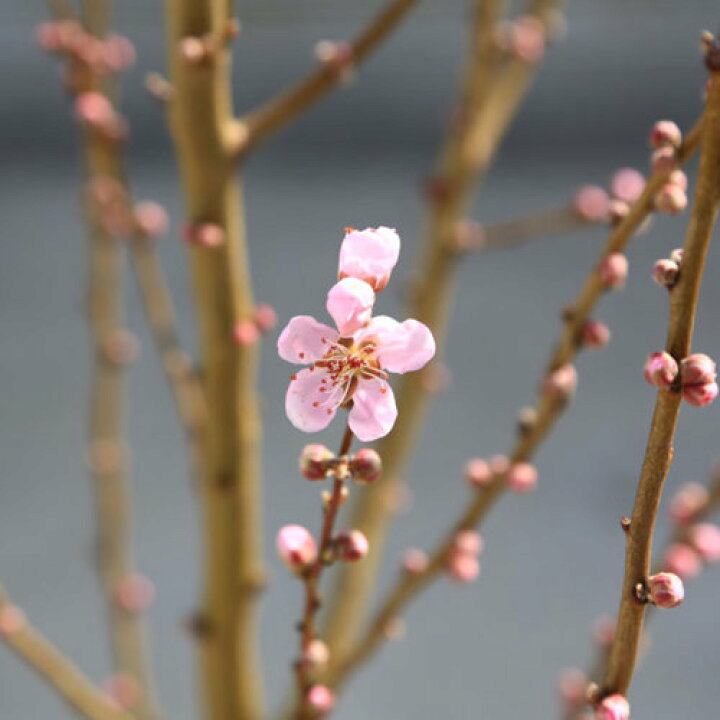 楽天市場 送料無料 特選庭木 桃の木 ヒナの粧 ひなのよそおい 花桃 樹高 160ｃｍ 佐川急便発送 桃の節句にふさわしい薄桃色の花がびっしり 遊恵盆栽 楽天市場店