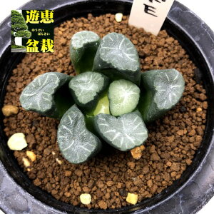 観葉植物 ハオルチア万象 多肉植物の人気商品 通販 価格比較 価格 Com