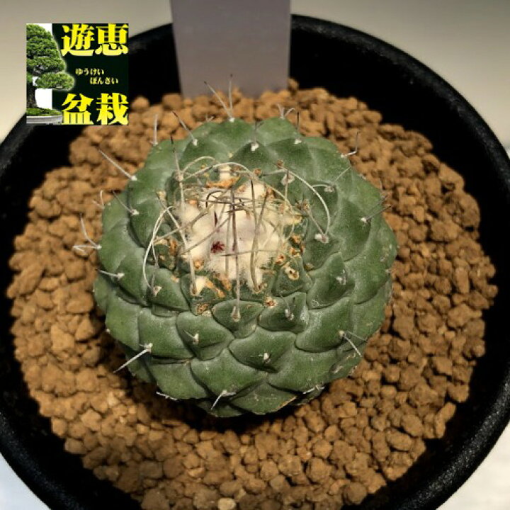 楽天市場】サボテン：ストロンボカクタス 白刺菊水*幅3cm ※茶ばみ 