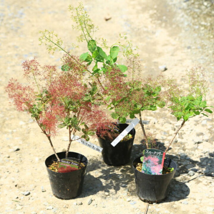 楽天市場 庭木苗 植木苗 スモークツリー リトルルビー Or レッド Or ピンクパール Or ルビーハート 花色お選びください 樹高 40ｃｍ 遊恵盆栽 楽天市場店