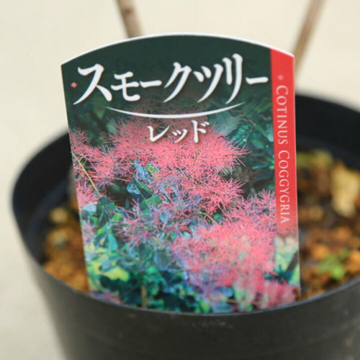 楽天市場】庭木苗・植木苗：スモークツリー*（リトルルビー)or（レッド 