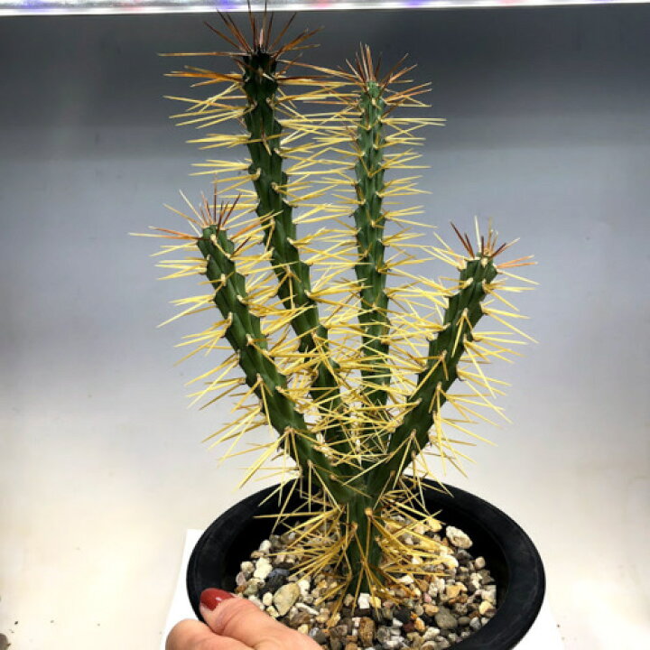 サボテン キリンドロオプンチア ダビシー 希少 白トゲ 大株 ②