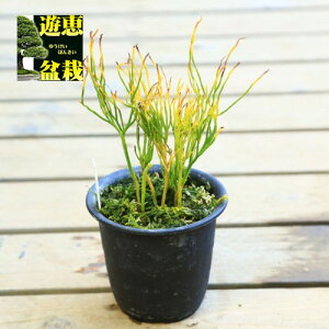 ÓT|AFti}cojuËEv*܂΂