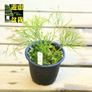 ÓT|AFti}cojuՎv*܂΂