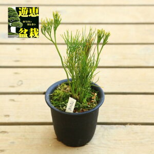 ÓT|AFti}cojuk}v*܂΂