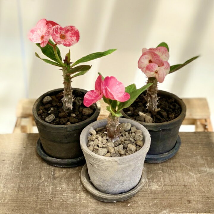 楽天市場 花色選べる 観葉植物 とげあり花キリン モスポット受皿付 ユーフォルビア 多肉植物 ハナキリン 花麒麟 遊恵盆栽 楽天市場店