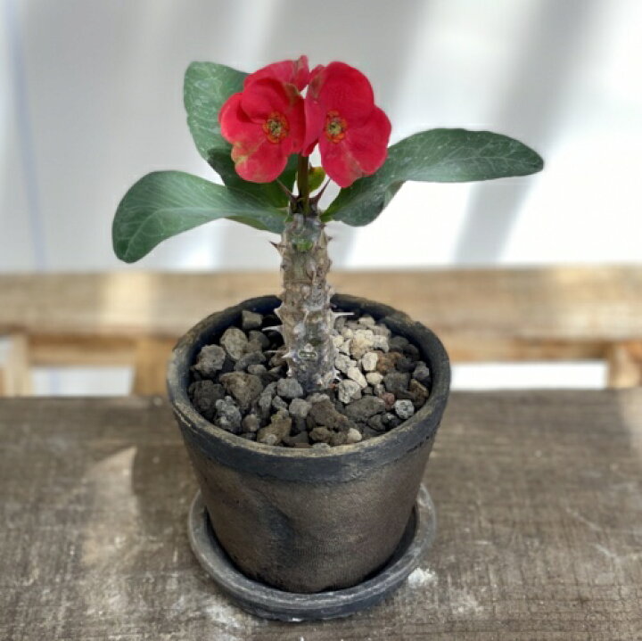 楽天市場 花色選べる 観葉植物 とげあり花キリン モスポット受皿付 ユーフォルビア 多肉植物 ハナキリン 花麒麟 遊恵盆栽 楽天市場店