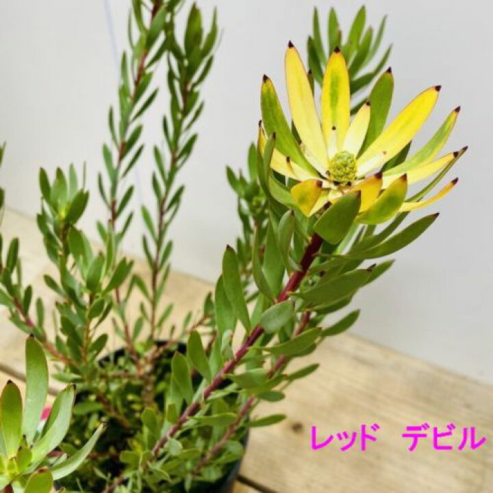 楽天市場 おしゃれ 希少品種 観葉植物 ギンヨウジュ リューカデンドロン 5号 各種 遊恵盆栽 楽天市場店