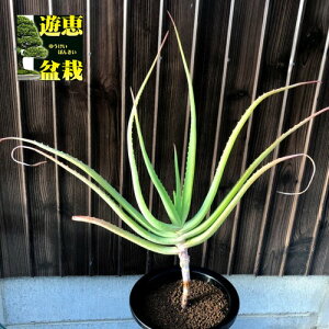 AFAG@`[*L 50cm