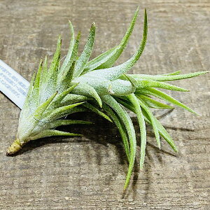 ϗtAF`WA@CIi^@onCjM[S*GA[vc