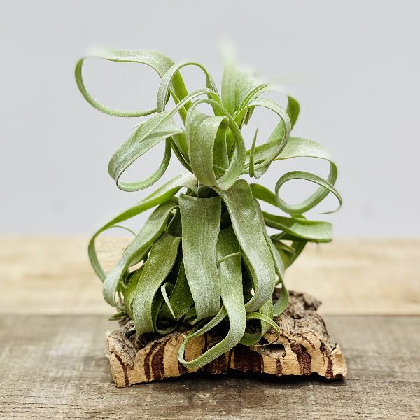 エアプランツ チランジア ショータイム (希少サイズ特大‼️) - 植物