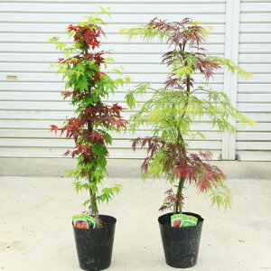 もみじ 庭木 盆栽 植木の人気商品 通販 価格比較 価格 Com