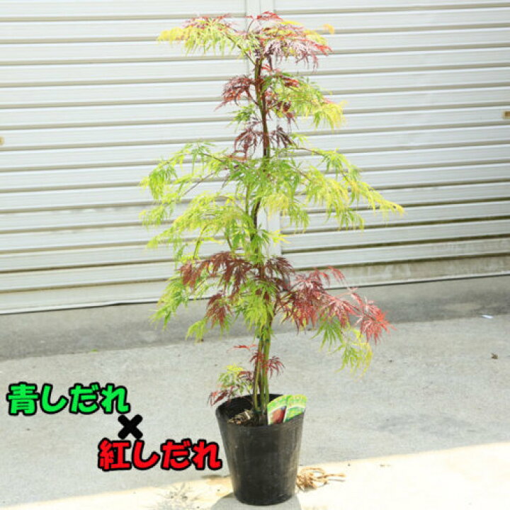 楽天市場 送料無料 庭木 植木 ツイストもみじシリーズ A お選びください 樹高 約60cm 全高 約80ｃｍ 青しだれもみじ 紅しだれもみじ 青柳もみじ 出猩々もみじ 遊恵盆栽 楽天市場店