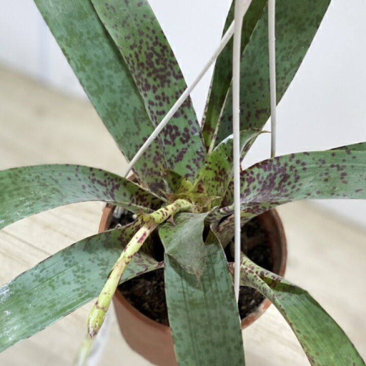 楽天市場 観葉植物 フリーセア グッタツスレイシー 吊り鉢 遊恵盆栽 楽天市場店 楽天市場 観葉植物 フリーセア グッタツスレイシー 吊り鉢 遊恵盆栽 楽天市場店